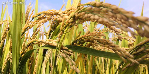 古代的 改稻为桑 农作物价格高了,农民真的就收益多了吗 