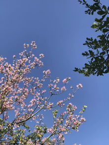 打卡厦门最美网红花木,这份冬日赏花攻略请收好