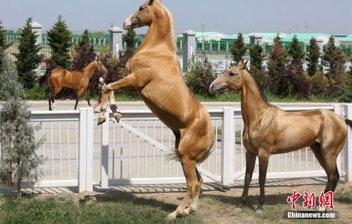 走近土库曼斯坦首都赛马场 汗血宝马惊现 