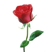十大最贵的玫瑰花品种