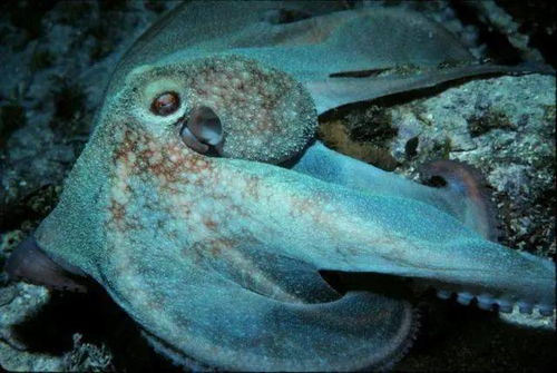 海底的神秘伪装者,被称为目前最聪明的海底生物 章鱼